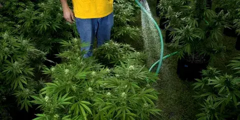 ¿Cuál es la mejor agua para cultivar cannabis?