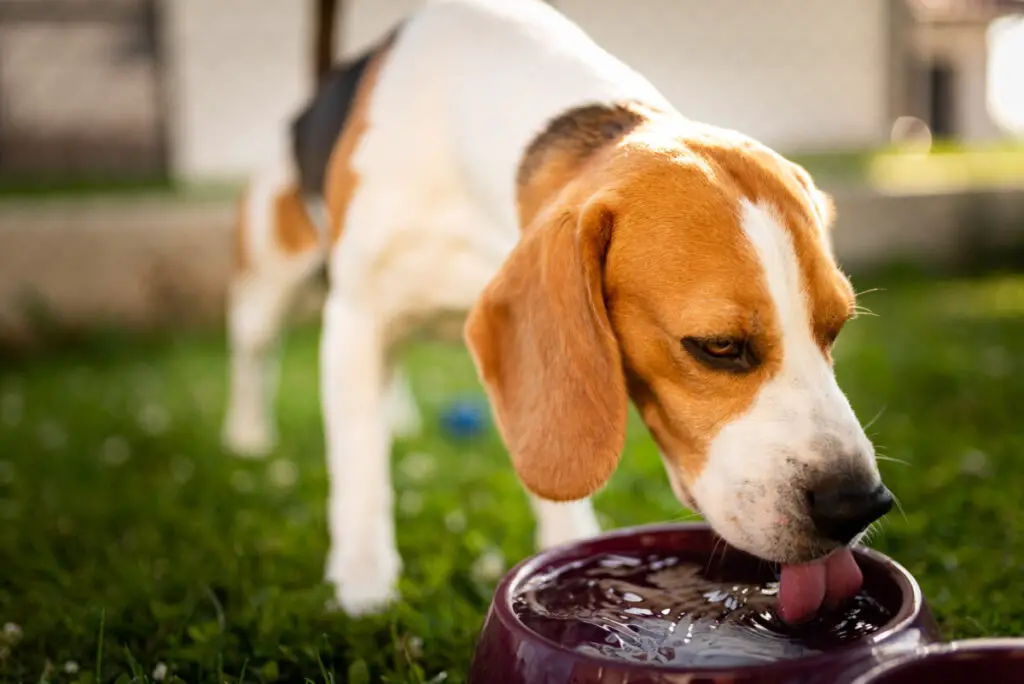 Agua filtrada para perros: ¿es segura y por qué?
