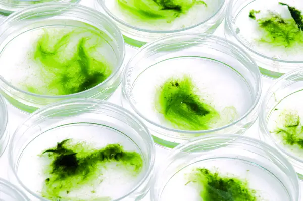Algas en el filtro de agua de toda la casa: explica un experto