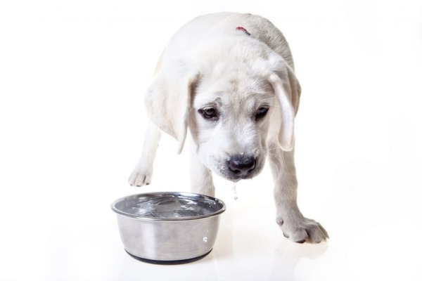 ¿Pueden los perros beber agua blanda?